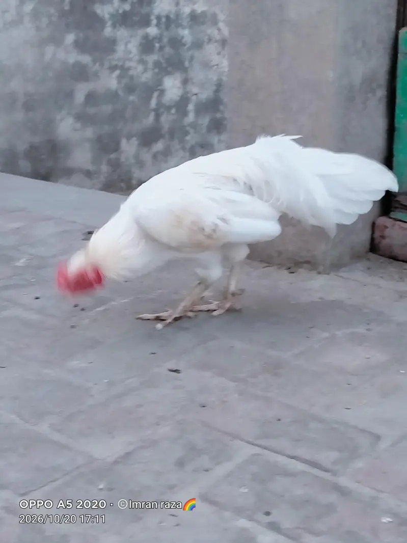 pure breeder Heera Male in cheap price — photo 9