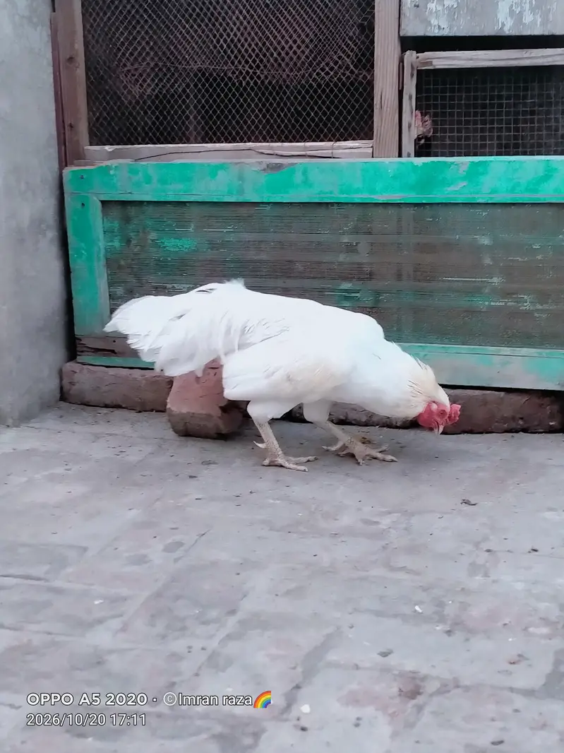 pure breeder Heera Male in cheap price — photo 10