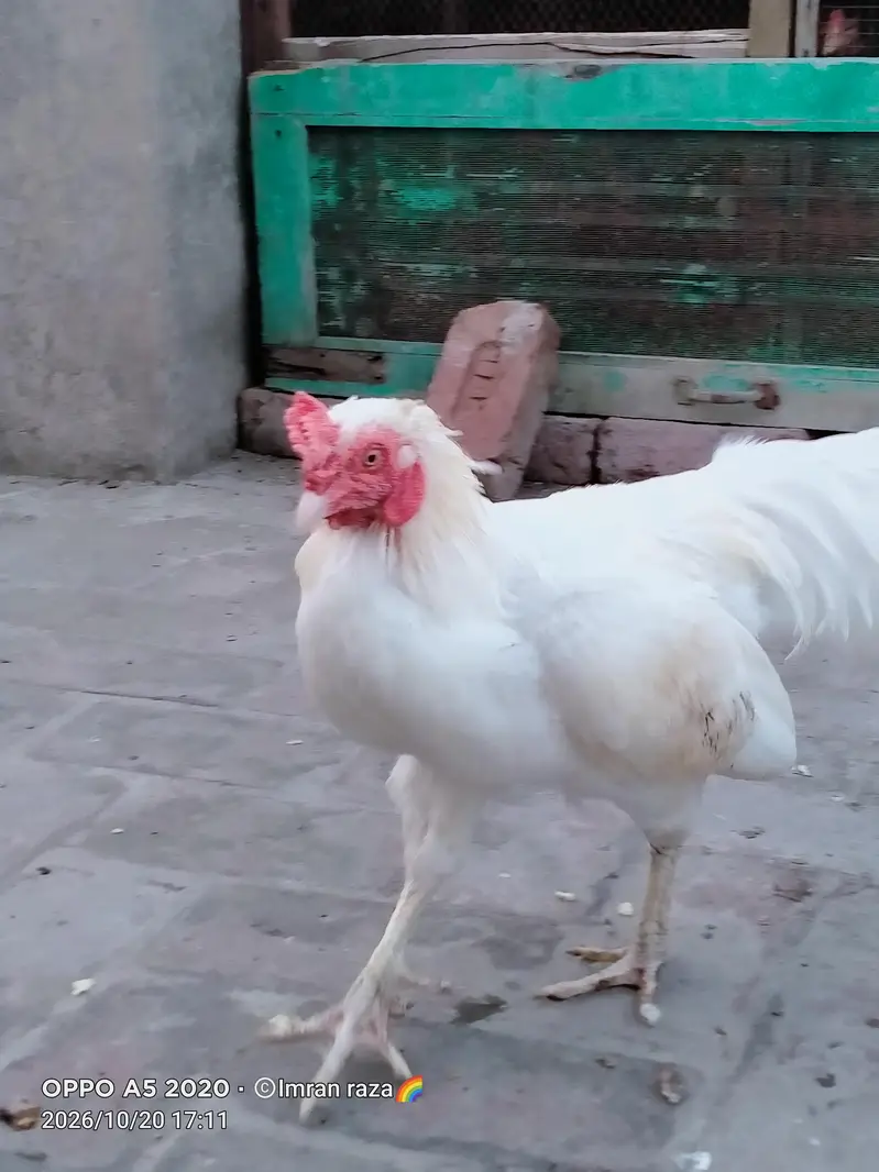 pure breeder Heera Male in cheap price — photo 11