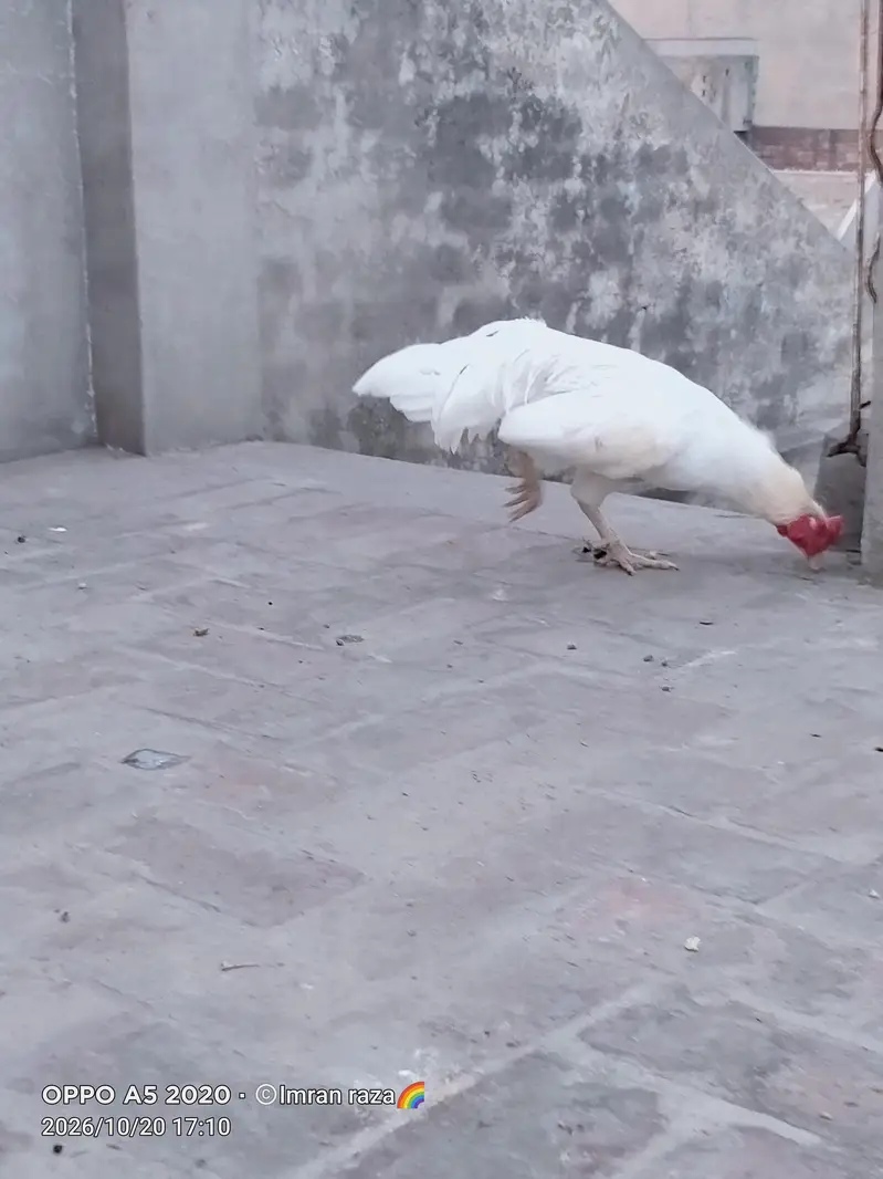 pure breeder Heera Male in cheap price — photo 12