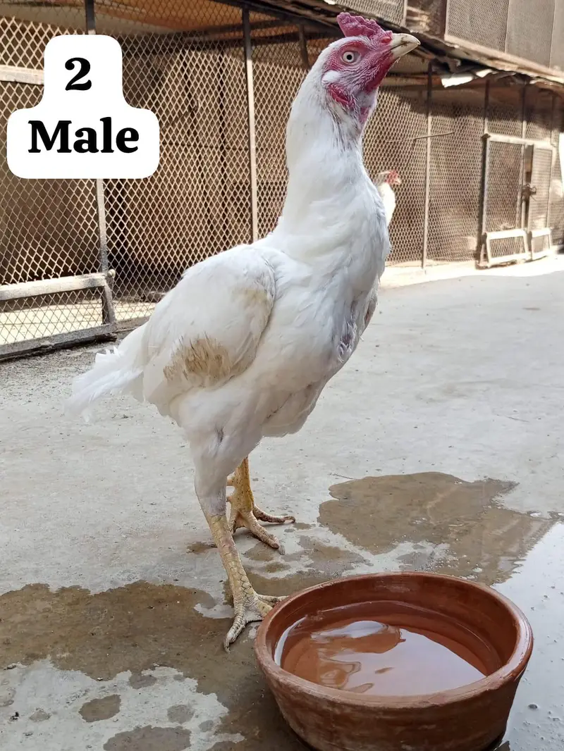 Heera aseel Male — photo 2