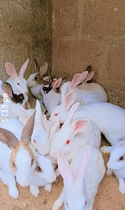 rabbits خرگوش