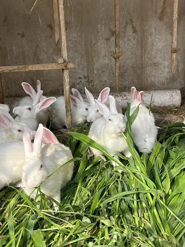 rabbits خرگوش — photo 2
