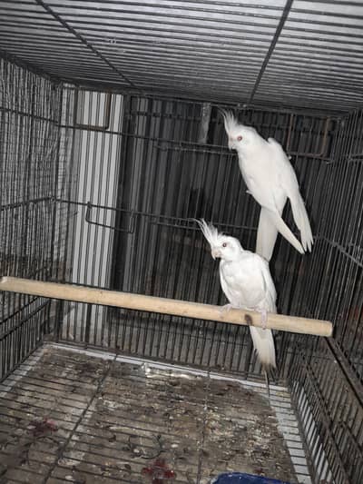 Breeder Eno black eyes Cockatiel (cocktail)