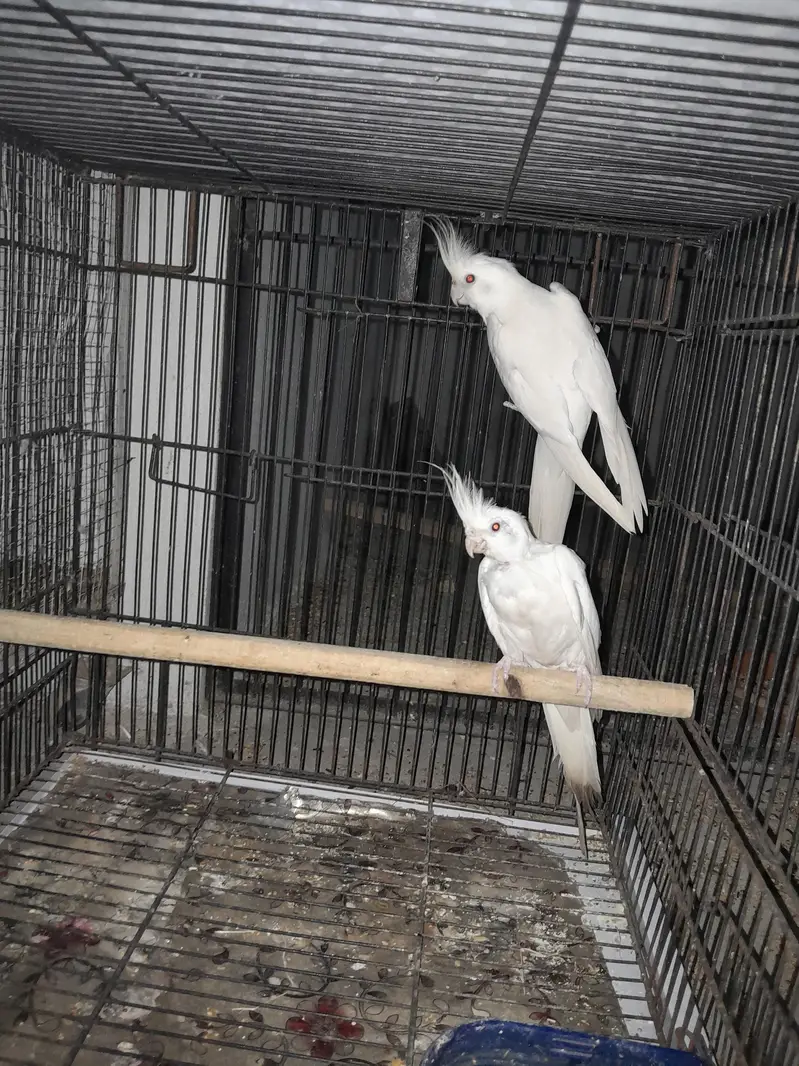 Breeder Eno black eyes Cockatiel (cocktail) — photo 2