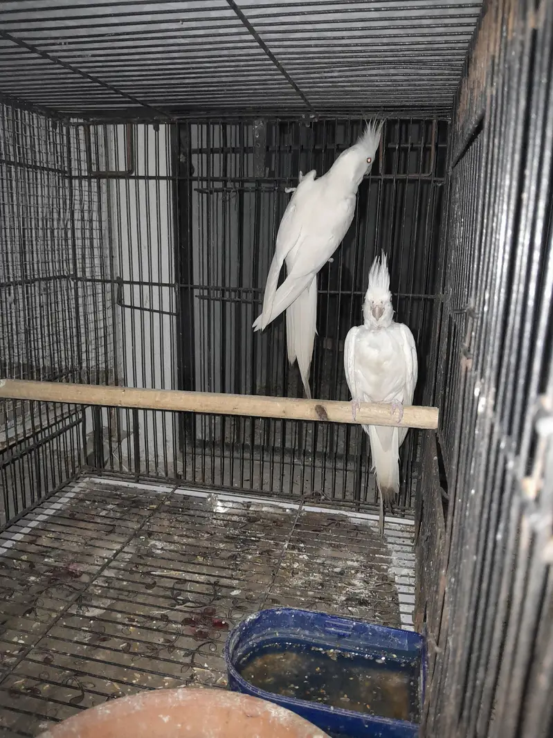 Breeder Eno black eyes Cockatiel (cocktail) — photo 3