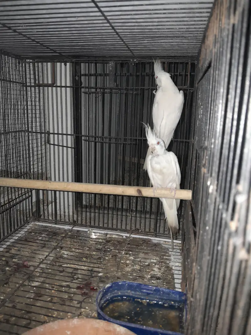 Breeder Eno black eyes Cockatiel (cocktail) — photo 4