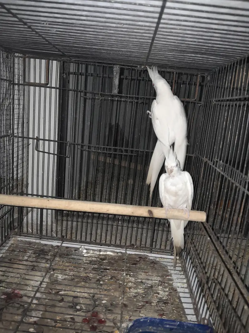 Breeder Eno black eyes Cockatiel (cocktail) — photo 5