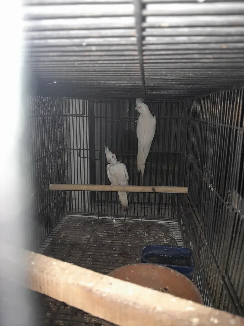 Breeder Eno black eyes Cockatiel (cocktail) — photo 6
