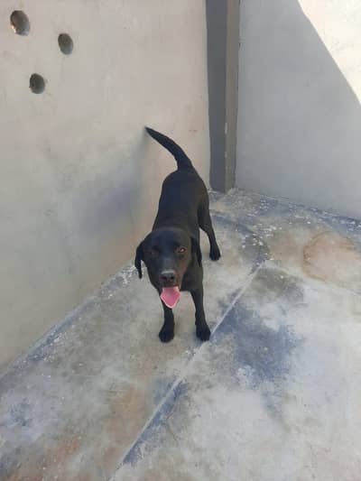 labrador female