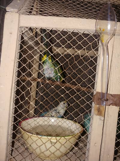  Australian Budgies for Sale | Blue & Green Pair | 2 Birds