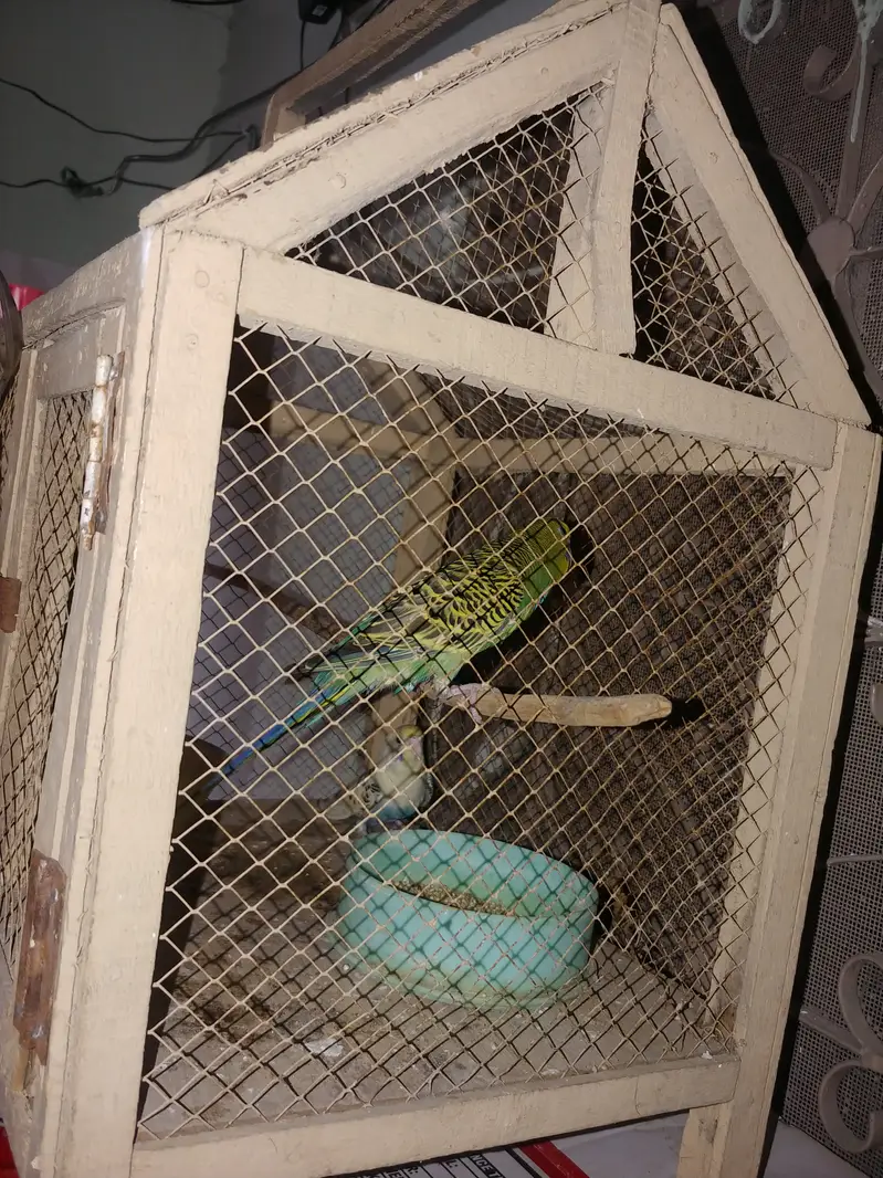  Australian Budgies for Sale | Blue & Green Pair | 2 Birds — photo 2