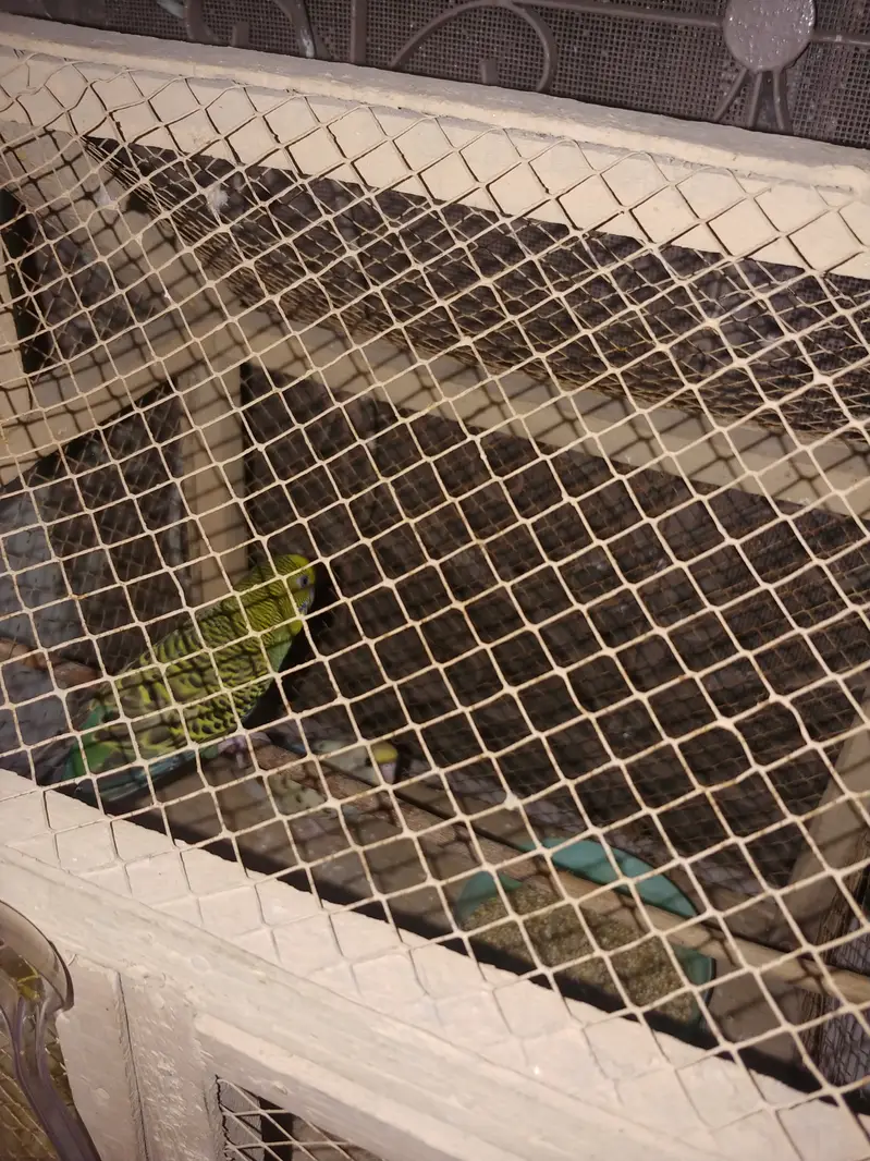  Australian Budgies for Sale | Blue & Green Pair | 2 Birds — photo 3