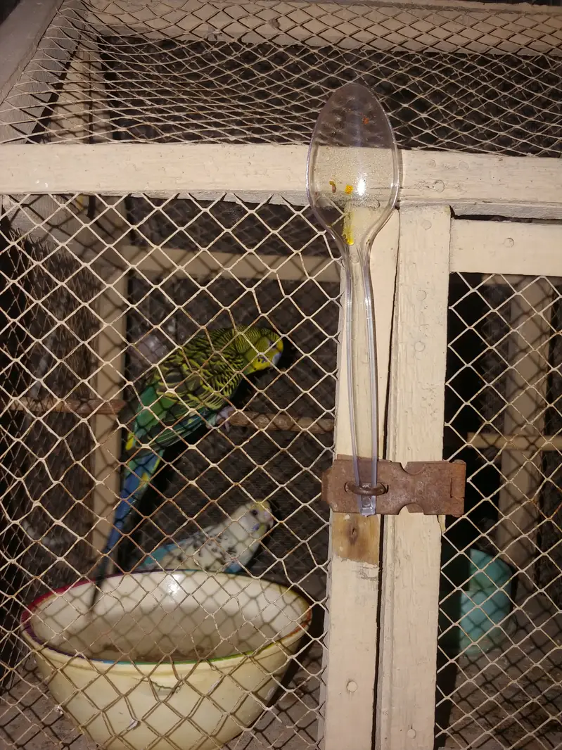  Australian Budgies for Sale | Blue & Green Pair | 2 Birds — photo 4