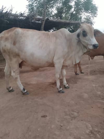 cow for sale