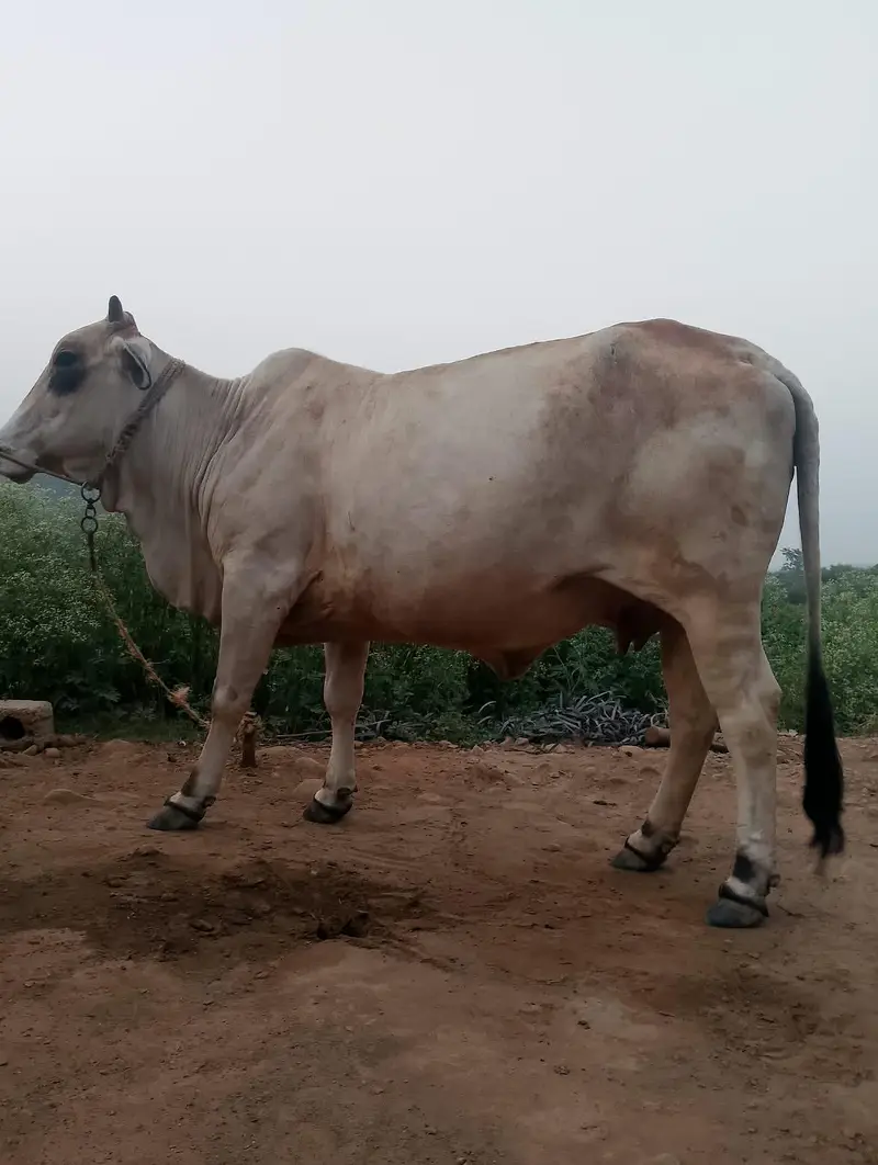 cow for sale — photo 2