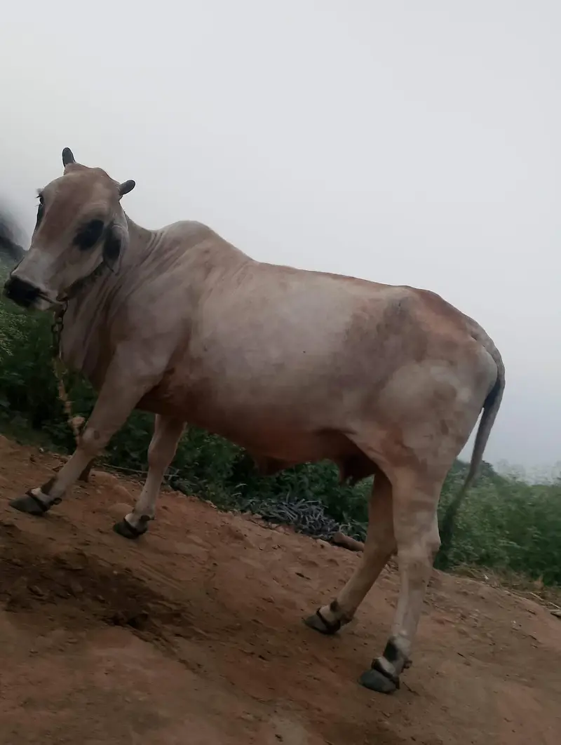 cow for sale — photo 3