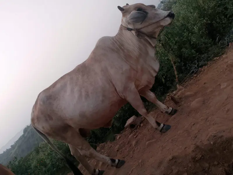cow for sale — photo 4