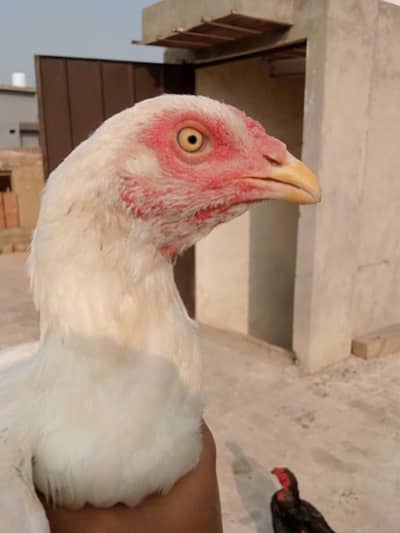 hara aseel Pakistani