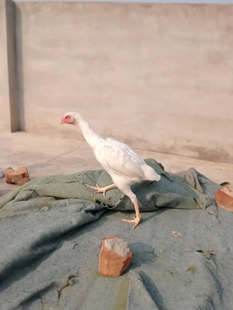 hara aseel Pakistani — photo 5