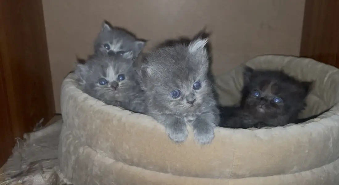 Persian kittens      wtsp(03139288575) — photo 2