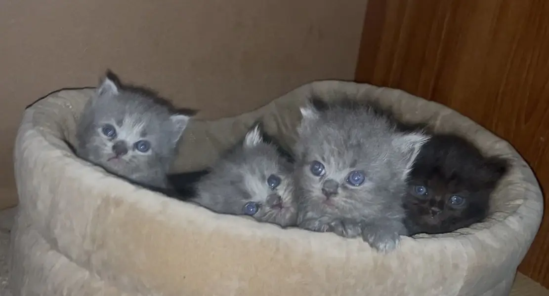 Persian kittens      wtsp(03139288575) — photo 3