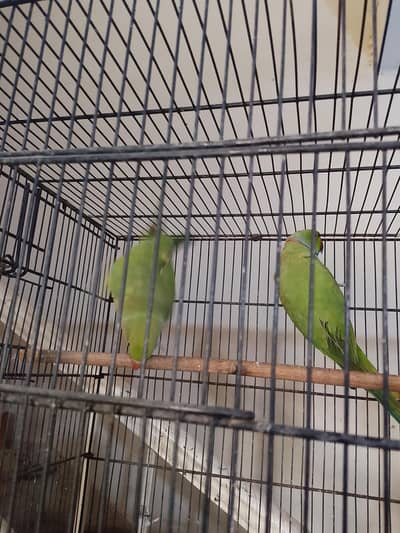 Birds For Sale Complete Setup With Cage