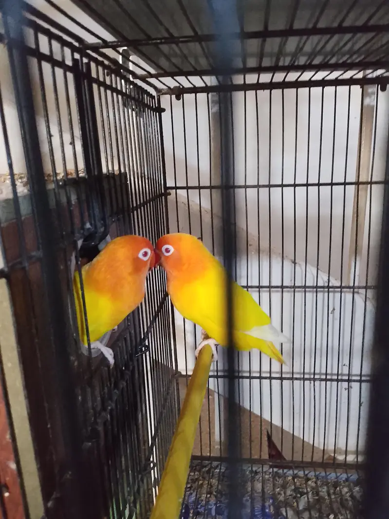 Birds For Sale Complete Setup With Cage — photo 2