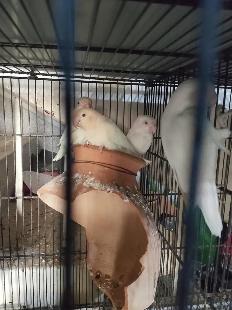 Birds For Sale Complete Setup With Cage — photo 3