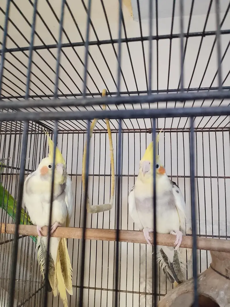 Birds For Sale Complete Setup With Cage — photo 4