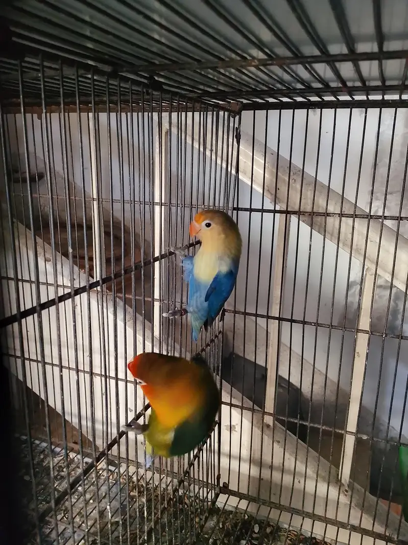 Birds For Sale Complete Setup With Cage — photo 5