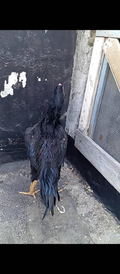 Aseel murga / aseel lasani breed.   . price final