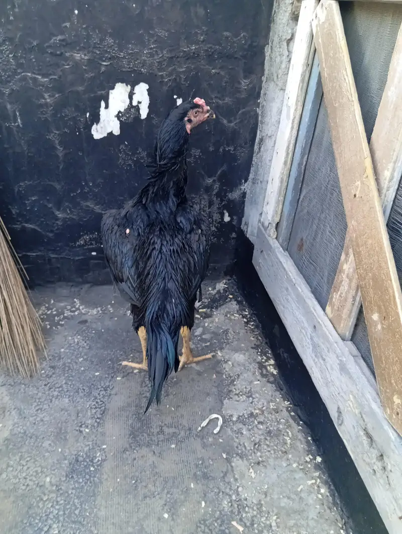 Aseel murga / aseel lasani breed.   . price final — photo 2