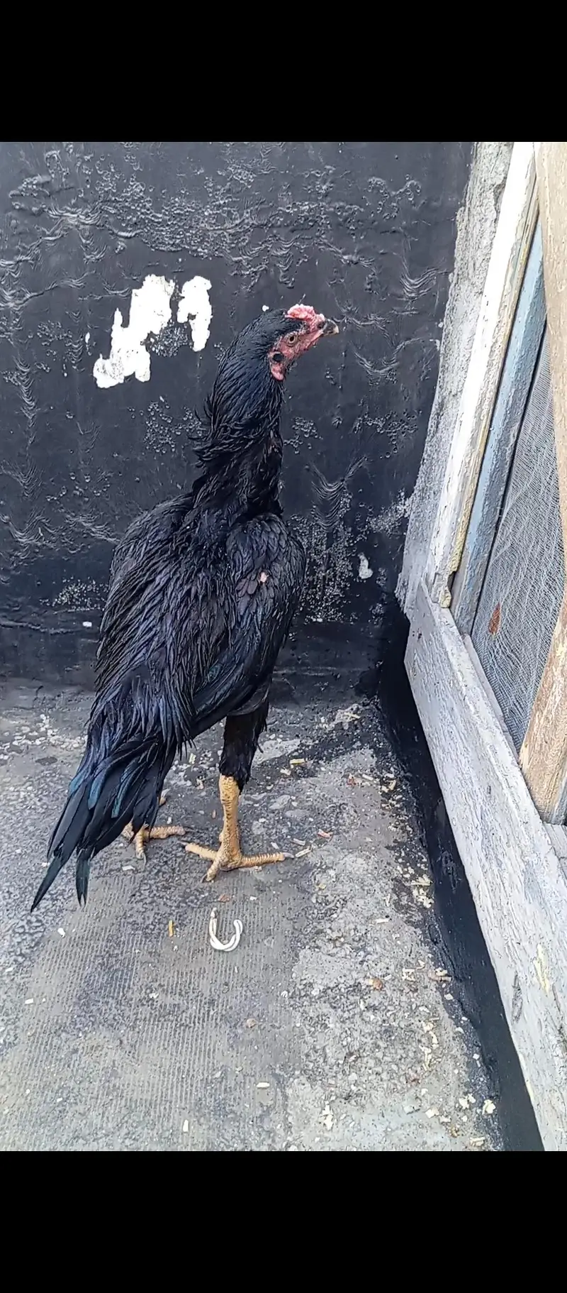 Aseel murga / aseel lasani breed.   . price final — photo 8