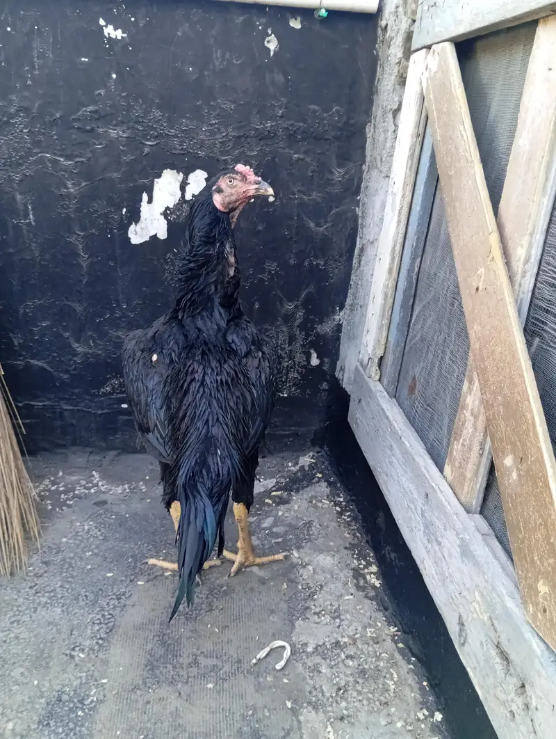 Aseel murga / aseel lasani breed.   . price final — photo 9