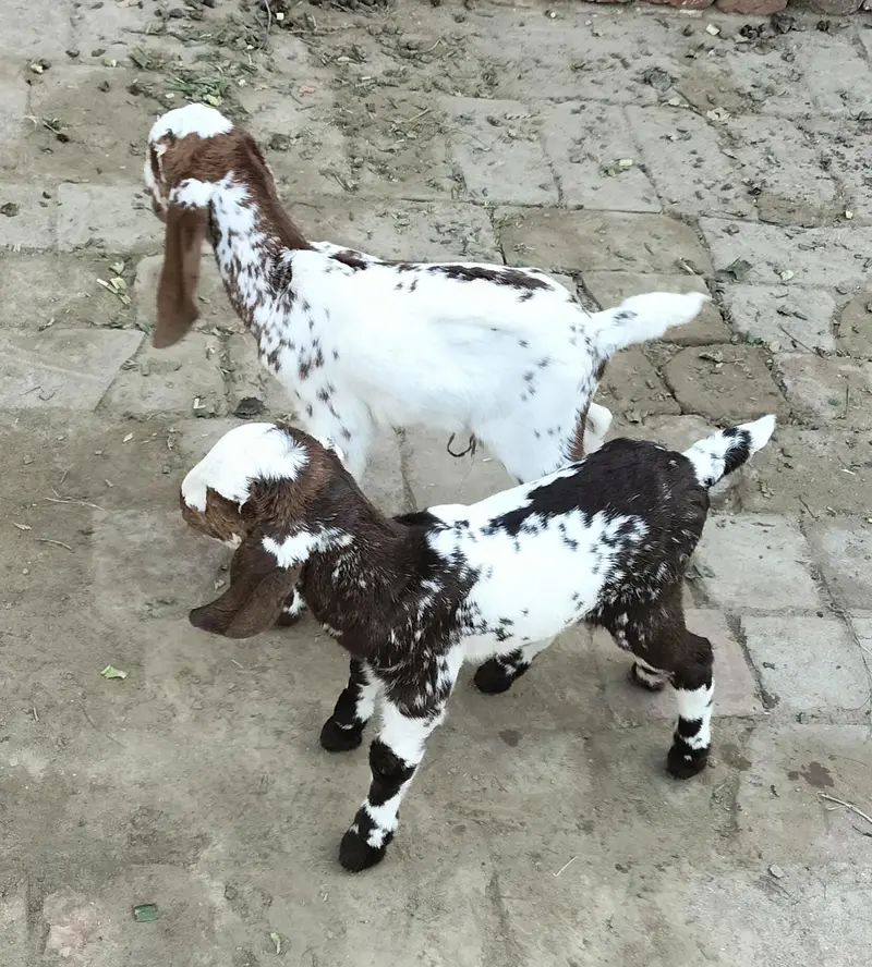 Desi Goat For sale — photo 3