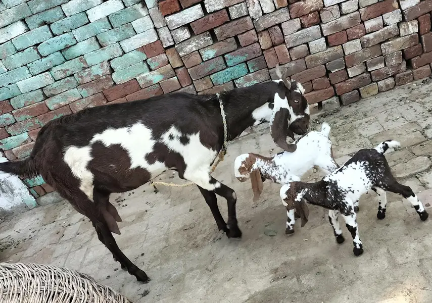 Desi Goat For sale — photo 4
