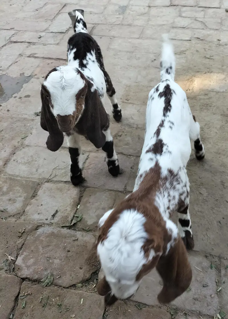 Desi Goat For sale — photo 5