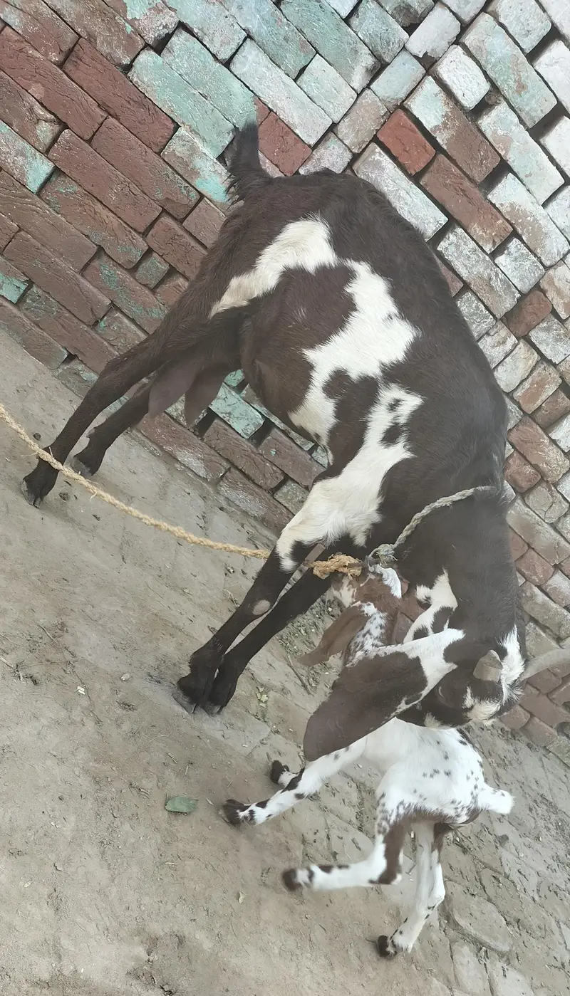 Desi Goat For sale — photo 6