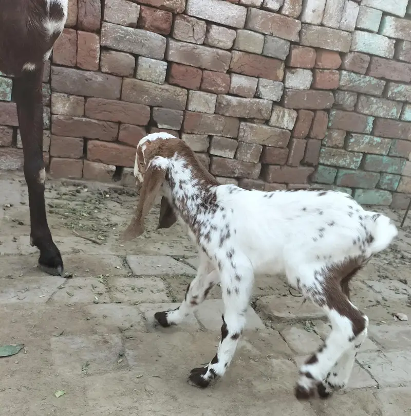 Desi Goat For sale — photo 7