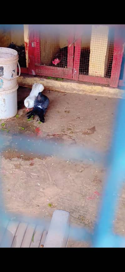 White laky ka pair