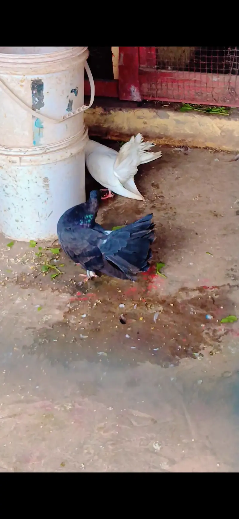 White laky ka pair — photo 2