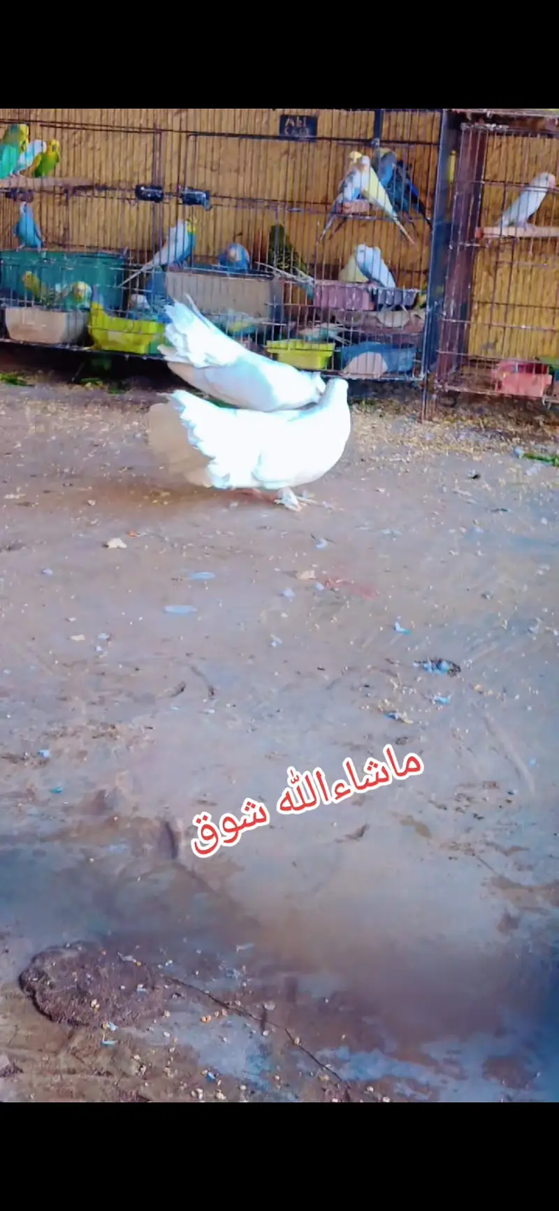 White laky ka pair — photo 3