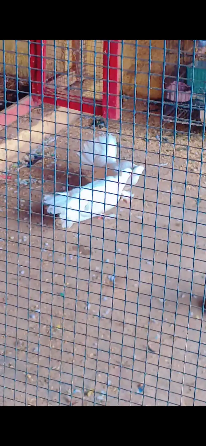 White laky ka pair — photo 4