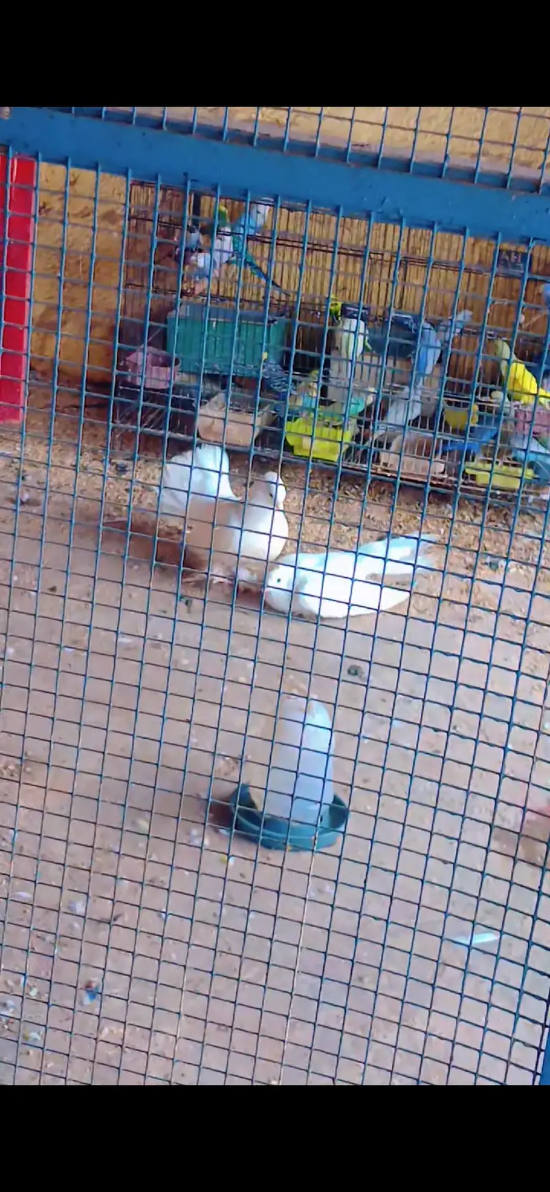 White laky ka pair — photo 7