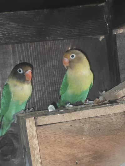 love bird pair avilable