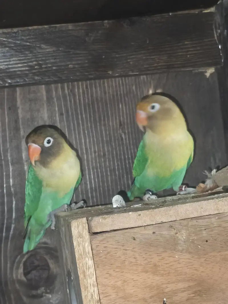 love bird pair avilable — photo 2