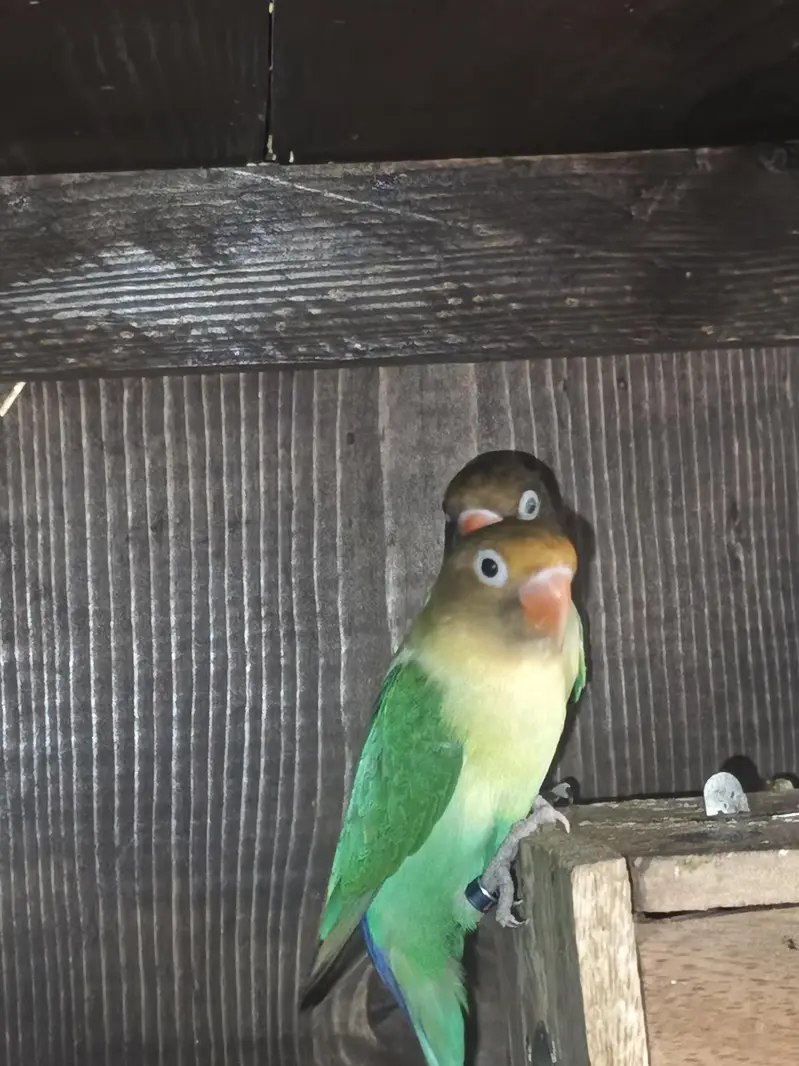 love bird pair avilable — photo 3