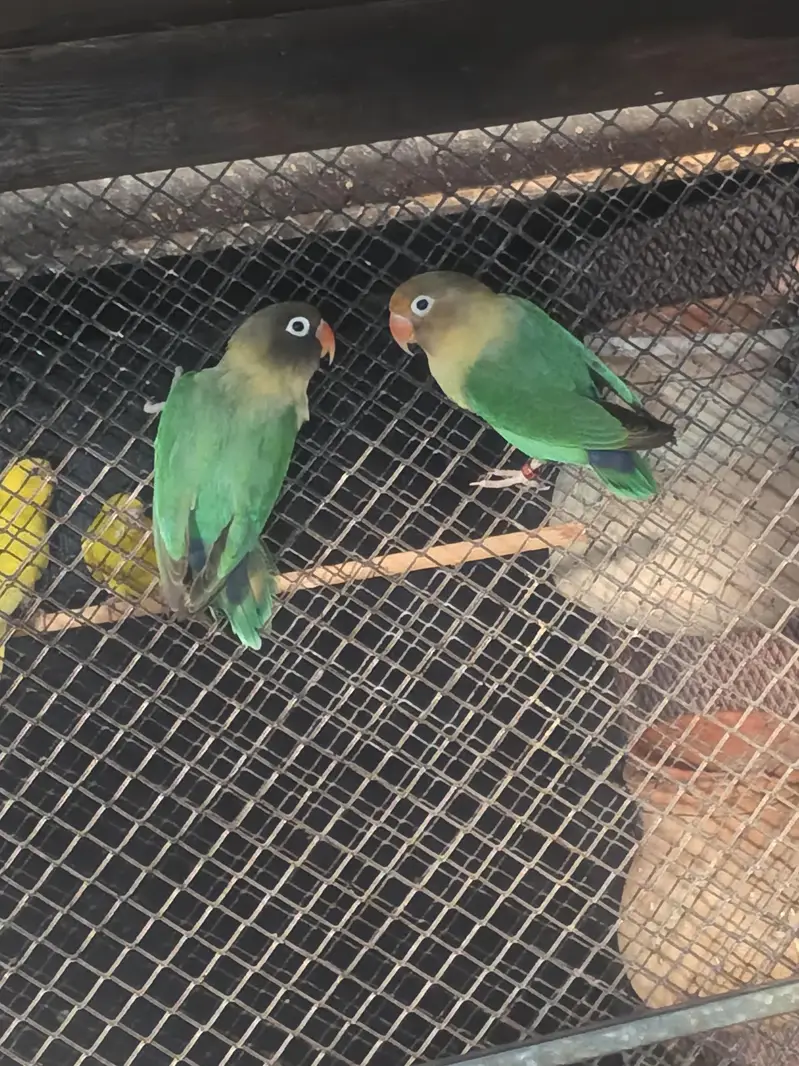 love bird pair avilable — photo 4