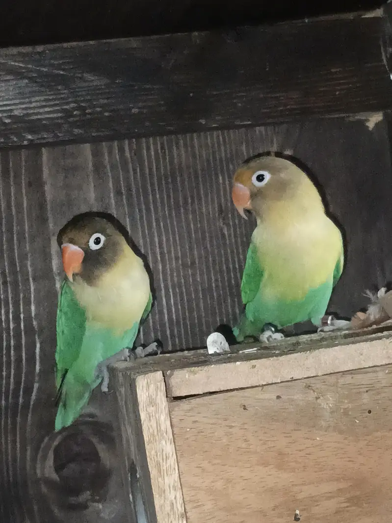 love bird pair avilable — photo 5